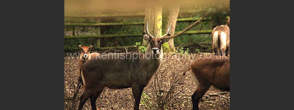 Lympne Zoo