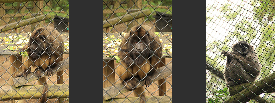 Lympne Zoo