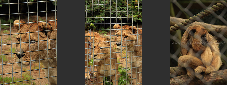 Lympne Zoo