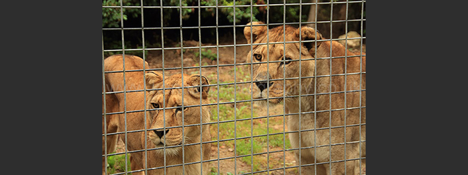 Lympne Zoo