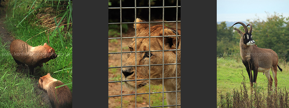 Lympne Zoo