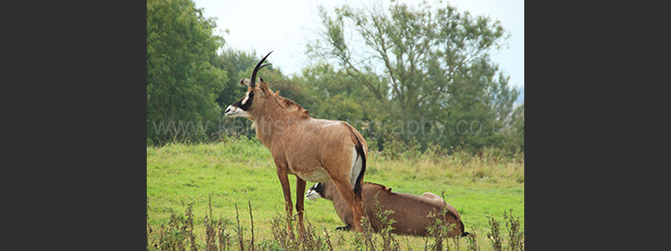 Lympne Zoo