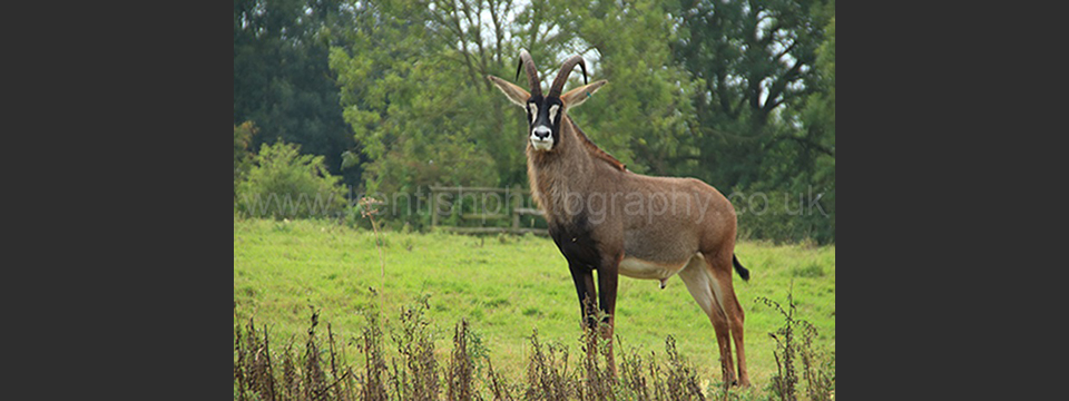 Lympne Zoo