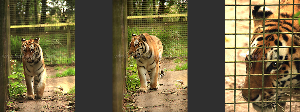 Lympne Zoo