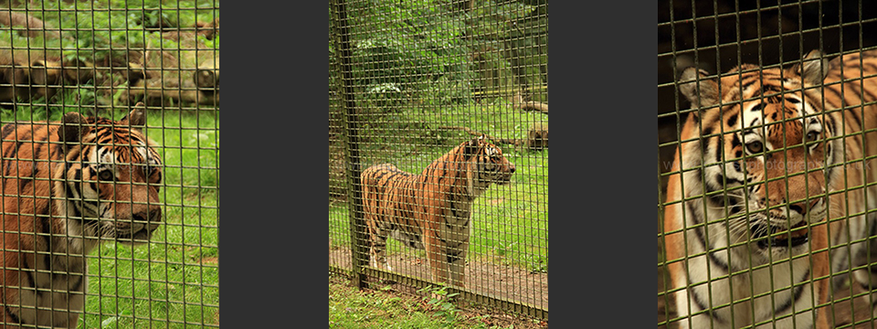 Lympne Zoo