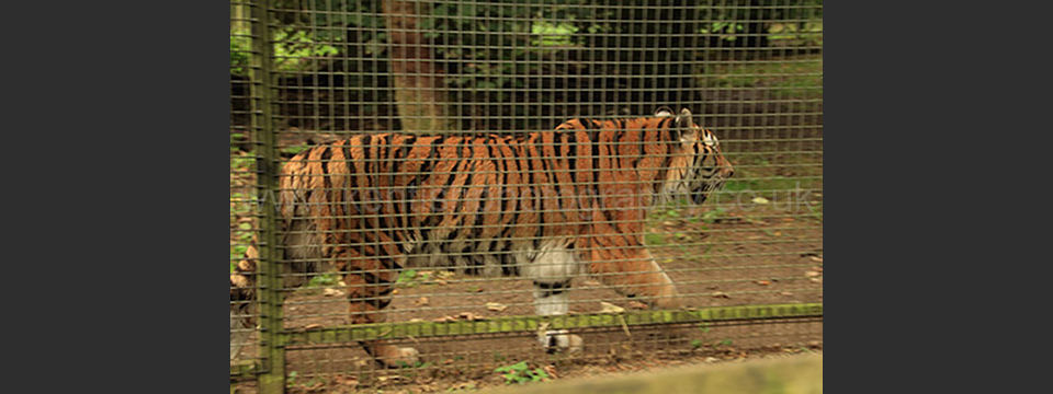 Lympne Zoo