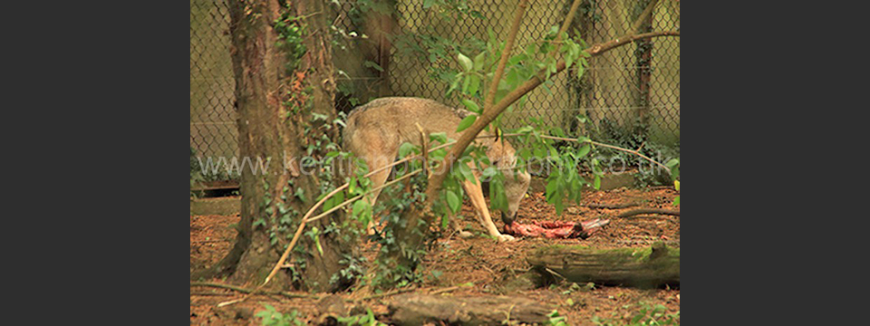 Lympne Zoo