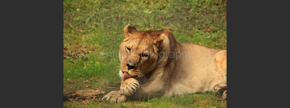 Lympne Zoo