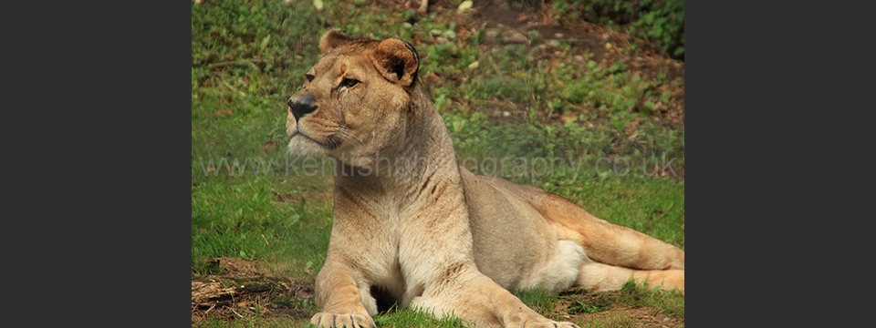 Lympne Zoo