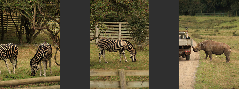 Lympne Zoo