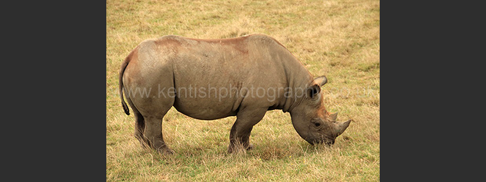 Lympne Zoo