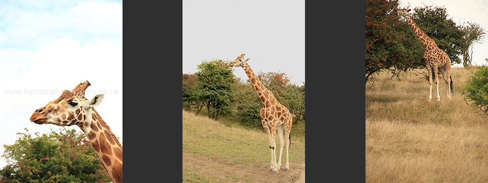 Lympne Zoo