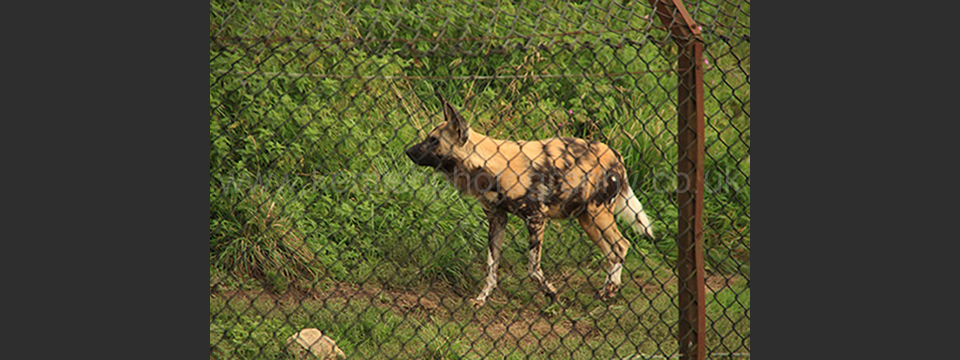 Lympne Zoo