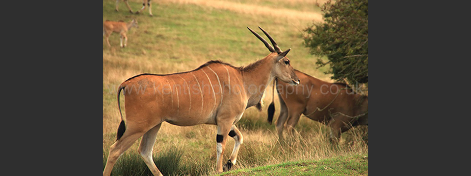 Lympne Zoo