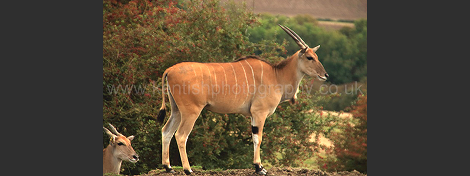 Lympne Zoo