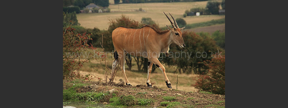 Lympne Zoo