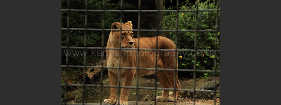 Lympne Zoo