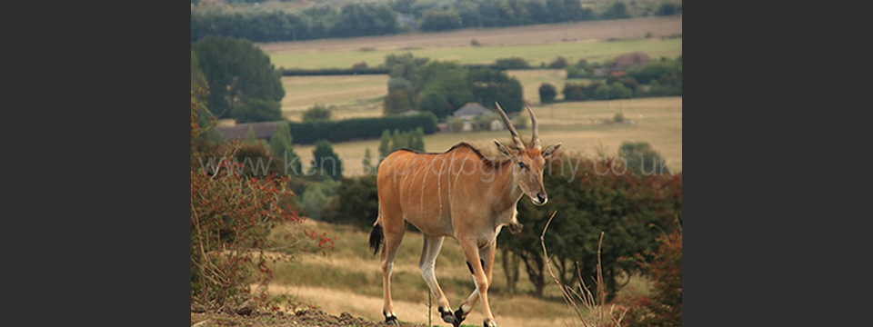 Lympne Zoo