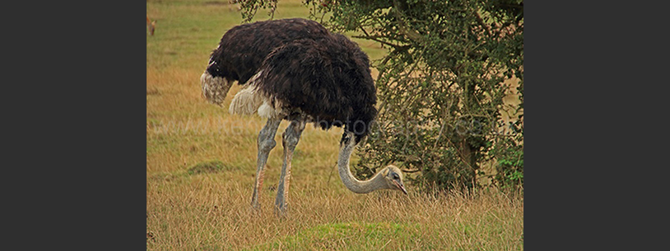 Lympne Zoo