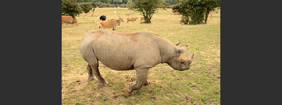 Lympne Zoo