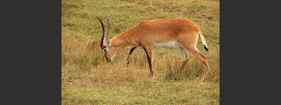 Lympne Zoo