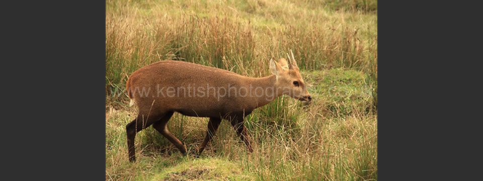 Lympne Zoo