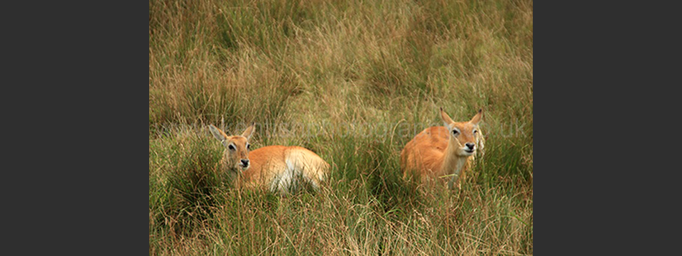 Deer