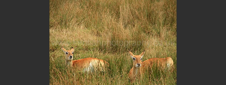 Lympne Zoo