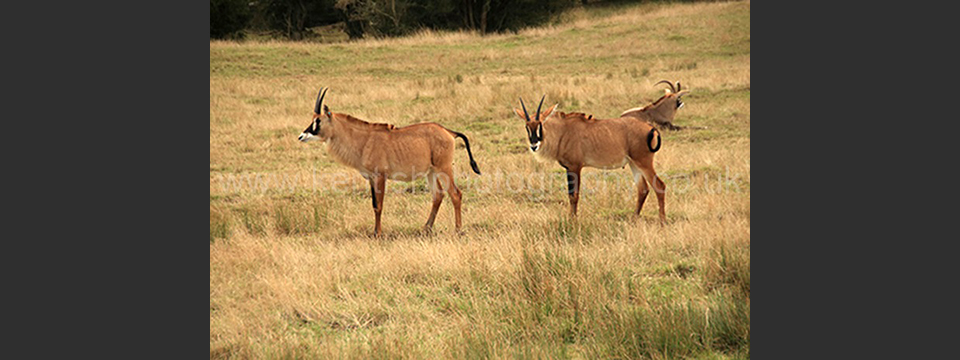 Lympne Zoo