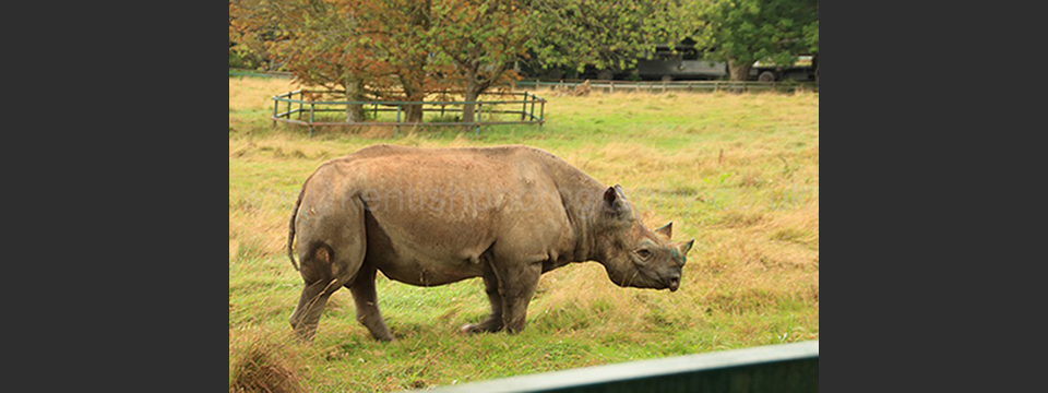 Lympne Zoo