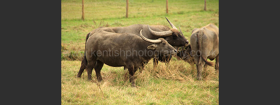 Lympne Zoo