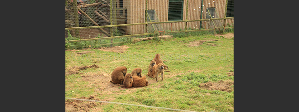 Lympne Zoo