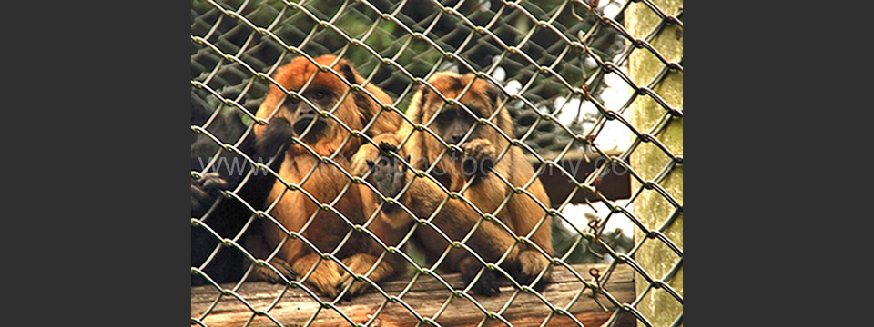 Lympne Zoo