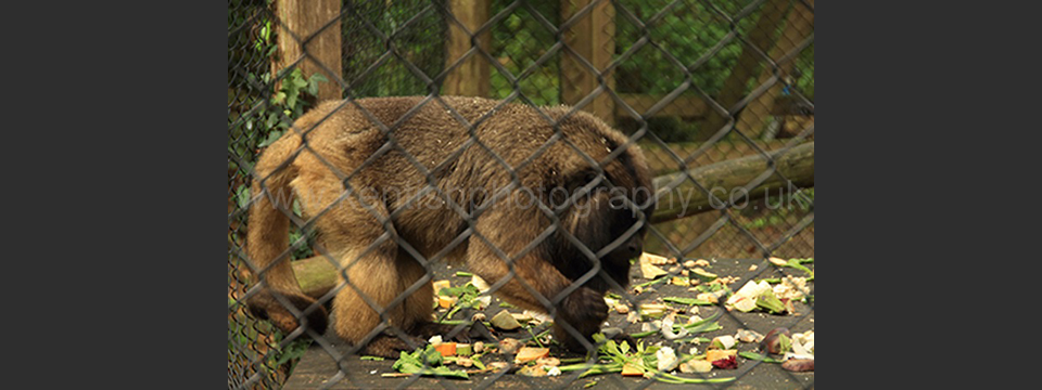 Lympne Zoo