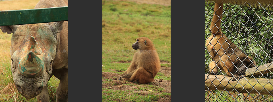 Lympne Zoo