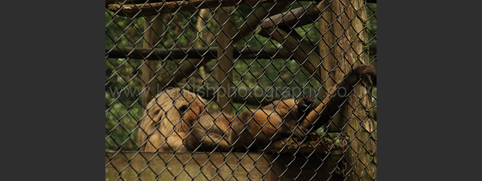 Lympne Zoo