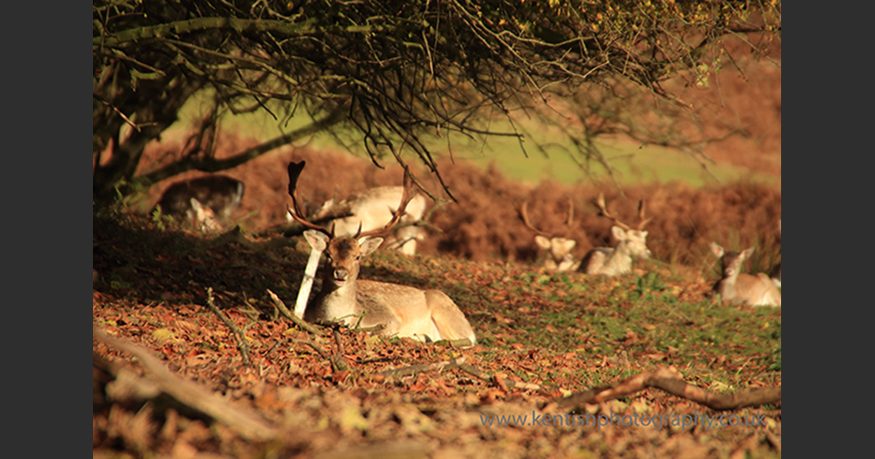 Kent Photographer