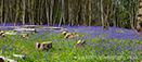 Bluebells