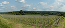 Westerham Vineyard