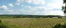Westerham Vineyard