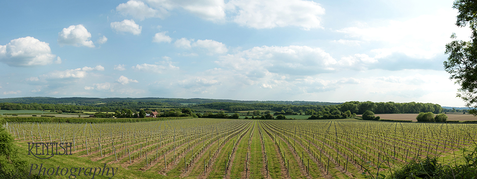 Kentish Vineyard