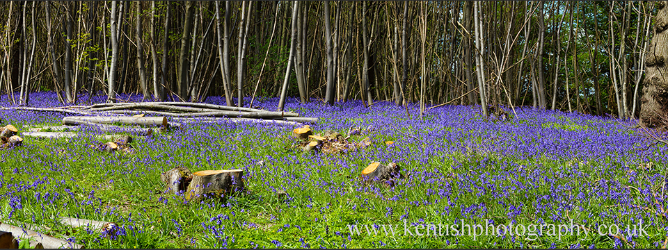 Bluebells in Kent