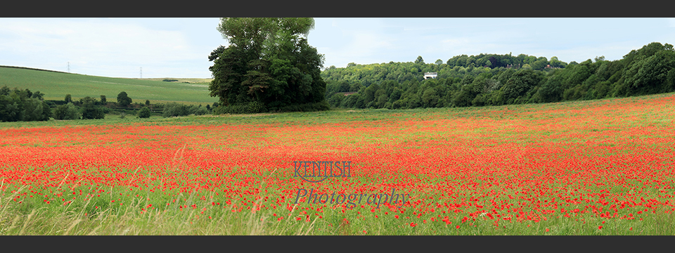 Poppy Field Shoreham Kent