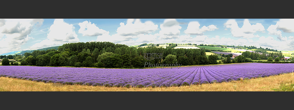 Lavender Field