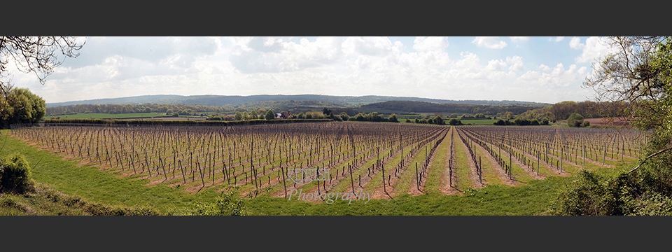 Westerham Vineyard