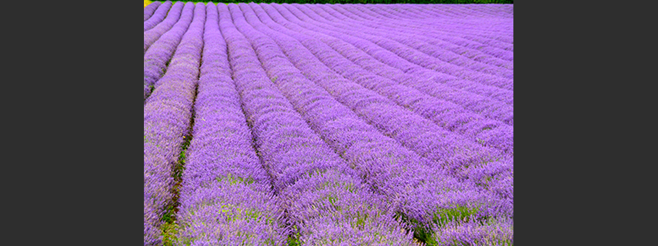 Lavender field, Eynsford, Kent