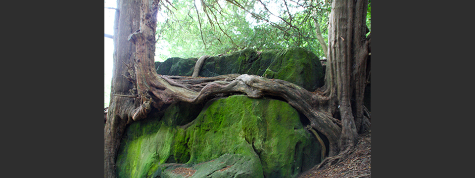 Tree roots, Eridge